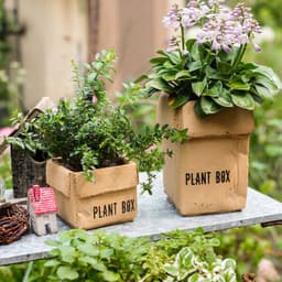 image-Cement Brown Paper Box Flowerpot Creative Planting Indoor Balcony