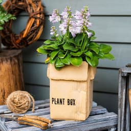 image-Cement Brown Paper Box Flowerpot Creative Planting Indoor Balcony
