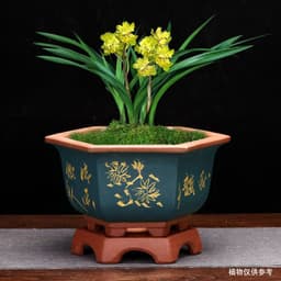 image-Flowerpot With Base Gardening Desktop Green Plant Succulent Landscape Basin