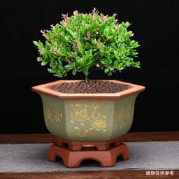 image-Flowerpot With Base Gardening Desktop Green Plant Succulent Landscape Basin
