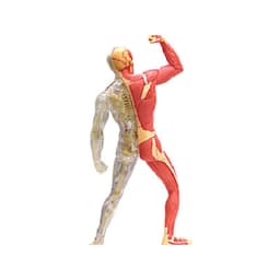image-4D Master Puzzle Toy Anatomy Model Of Human Muscles and Organs DIY Popular Science Tool For Medical Teaching