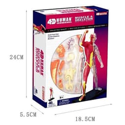 image-4D Master Puzzle Toy Anatomy Model Of Human Muscles and Organs DIY Popular Science Tool For Medical Teaching