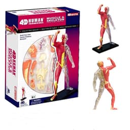 image-4D Master Puzzle Toy Anatomy Model Of Human Muscles and Organs DIY Popular Science Tool For Medical Teaching