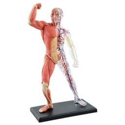 image-4D Master Puzzle Toy Anatomy Model Of Human Muscles and Organs DIY Popular Science Tool For Medical Teaching
