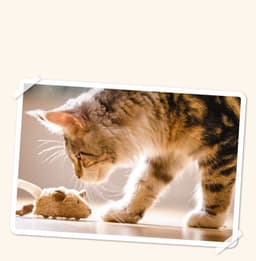 image-GiGwi Expensive For The Pulley Mouse Cat Supplies Plush Vocal Cat Toy Net Red Pet Toy Kitten Self-Hey