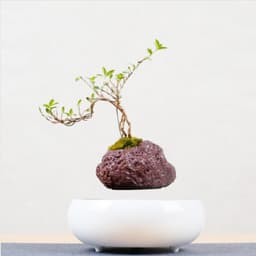 image-Magnetic Levitation Potted Plants