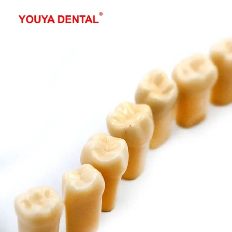 image-28/32pc Dental Teeth Model For Dental Technician Practice Preparation Removable Tooth Compatibly Nissin Dentistry Training Model