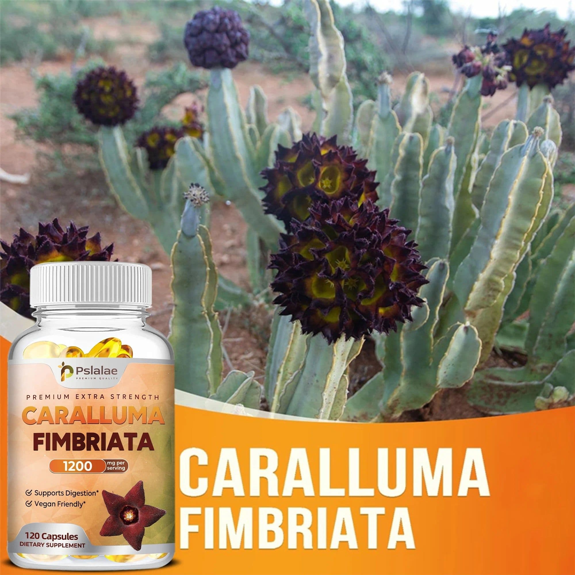 image-Caralluma Fimbriata Capsules - Improves Endurance, Improves Concentration, Boosts Metabolism, Immune Support - 120 Capsules
