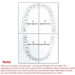 image-28/32pc Dental Teeth Model For Dental Technician Practice Preparation Removable Tooth Compatibly Nissin Dentistry Training Model