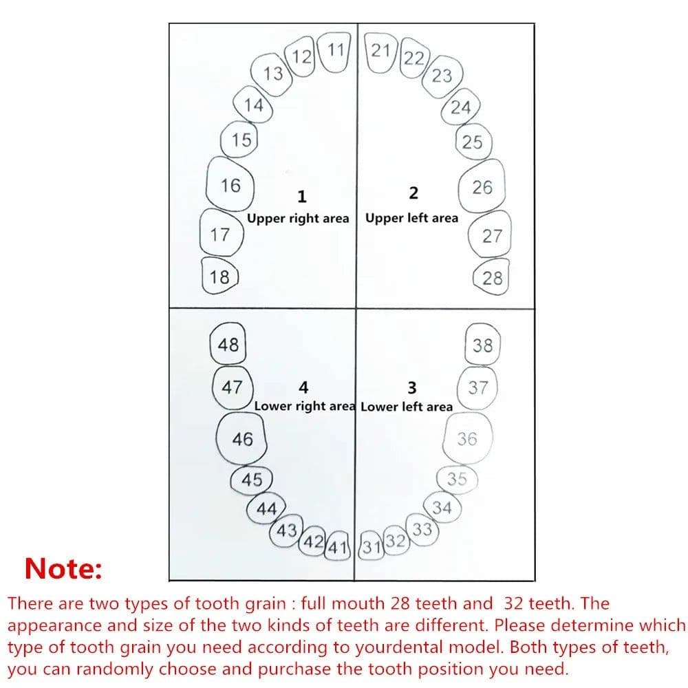 image-28/32pc Dental Teeth Model For Dental Technician Practice Preparation Removable Tooth Compatibly Nissin Dentistry Training Model