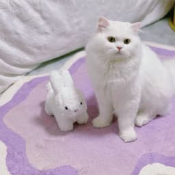 image-In stock Gradient deformed imitation cashmere living room carpet home bedroom full splicing carpet cat internet celebrity cushion