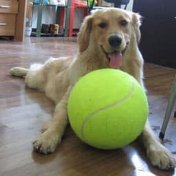 image-LSJ Inflatable Tennis Ball Dog Toy 24cm