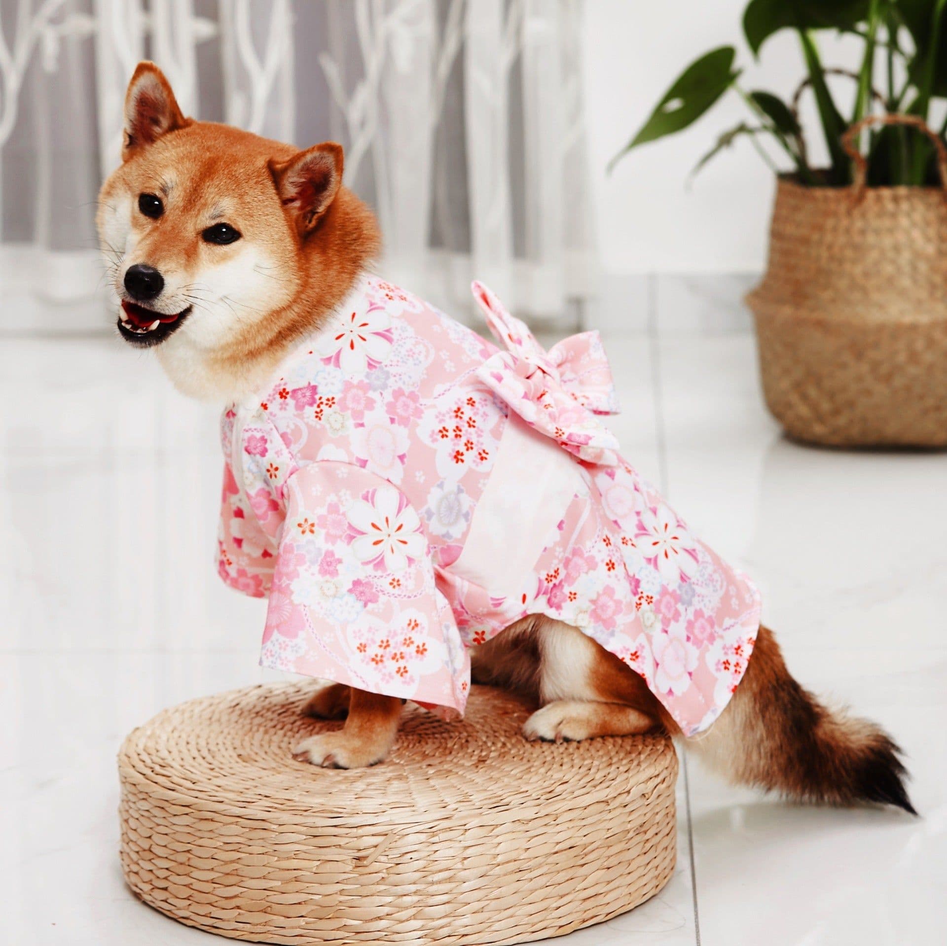 image-Gong Ziyu Blue Sakura Kimono Japanese Style Dress - Universal Size