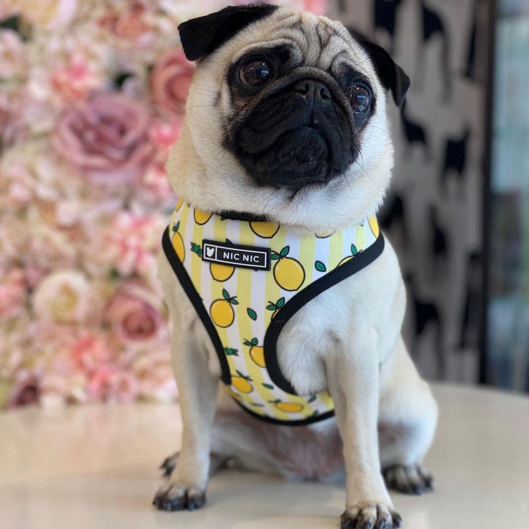 image-Dog Harness - French Bulldog Breathable Mesh XL