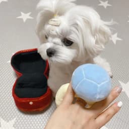 image-Ins Korean diamond ring set dog vocal toy pet Tibetan food toy foreign trade original single pets