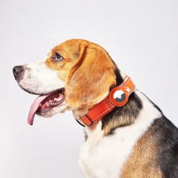 image-Wanda Pet Collar Tracker XL - Grass Green Nylon