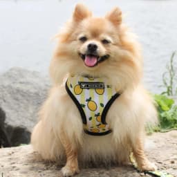 image-Dog Harness - French Bulldog Breathable Mesh XL
