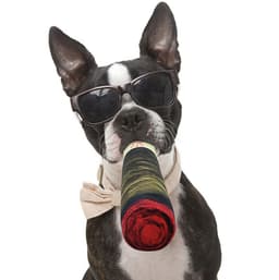 image-Spot Cross-Border Dog Sound Toy Green Cigar Plush