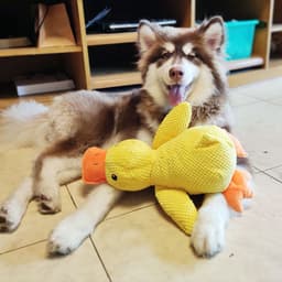 image-Dog Toy Plush Bite-Resistant Sound Toy - Yellow Duck 38cm