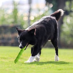 image-Dog TPR Chew Stick - Green 23cm Teeth Cleaning Toy