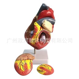 image-Natural Heart Anatomical Model - 1:1 Scale PVC