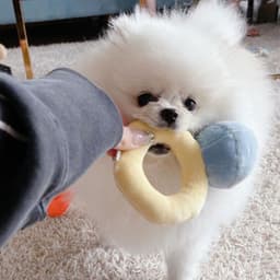 image-Ins Korean diamond ring set dog vocal toy pet Tibetan food toy foreign trade original single pets