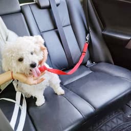 image-Pet Car Seat Belt 2 In 1 Rear Seat Dog Safety Rope