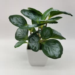 image-Simulation Watermelon Leaf Potted Plant - Monstera