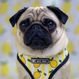 image-Dog Harness - French Bulldog Breathable Mesh XL