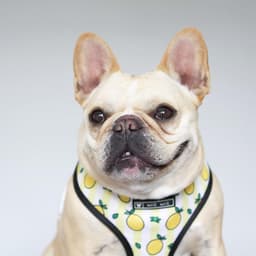 image-Dog Harness - French Bulldog Breathable Mesh XL