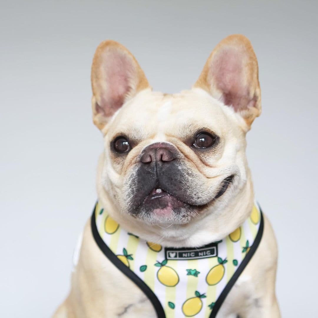 image-Dog Harness - French Bulldog Breathable Mesh XL