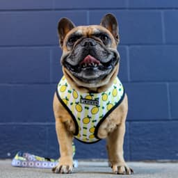 image-Dog Harness - French Bulldog Breathable Mesh XL
