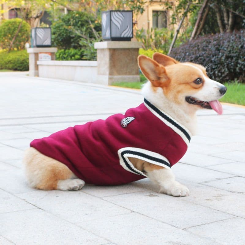 image-Dog Corgi Knitted Sweater Autumn Winter