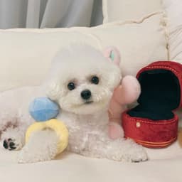 image-Ins Korean diamond ring set dog vocal toy pet Tibetan food toy foreign trade original single pets