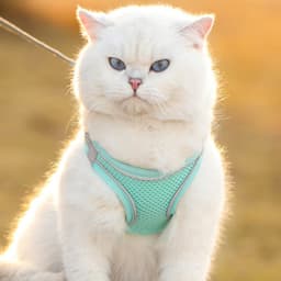 image-Pet cat traction rope vest type chest strap out cat special anti-break slip cat rope tied cat chain