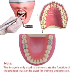 image-28/32pc Dental Teeth Model For Dental Technician Practice Preparation Removable Tooth Compatibly Nissin Dentistry Training Model