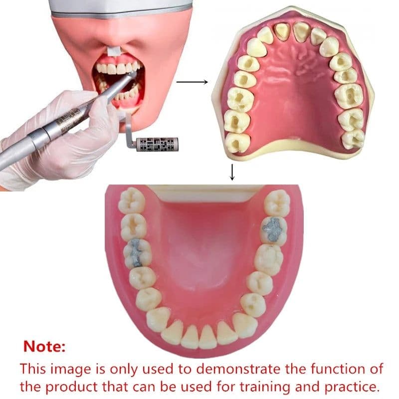 image-28/32pc Dental Teeth Model For Dental Technician Practice Preparation Removable Tooth Compatibly Nissin Dentistry Training Model