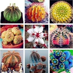 image-Hot Sell Succulent Plants 100 Pcs/Pack Euphorbia Obesa Seeds, Very