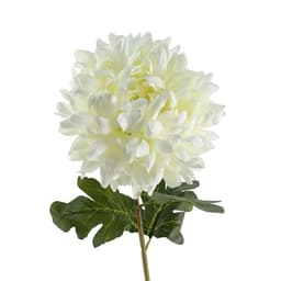 image-75cm Extra Large Reflex Chrysanthemum - White