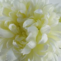 image-75cm Extra Large Reflex Chrysanthemum - White