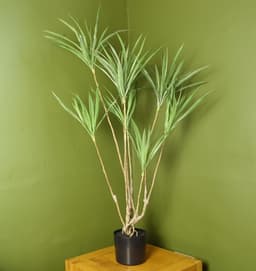 image-125cm Dragon Plant Dracaena Tree Artificial Natural Look