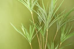 image-125cm Dragon Plant Dracaena Tree Artificial Natural Look