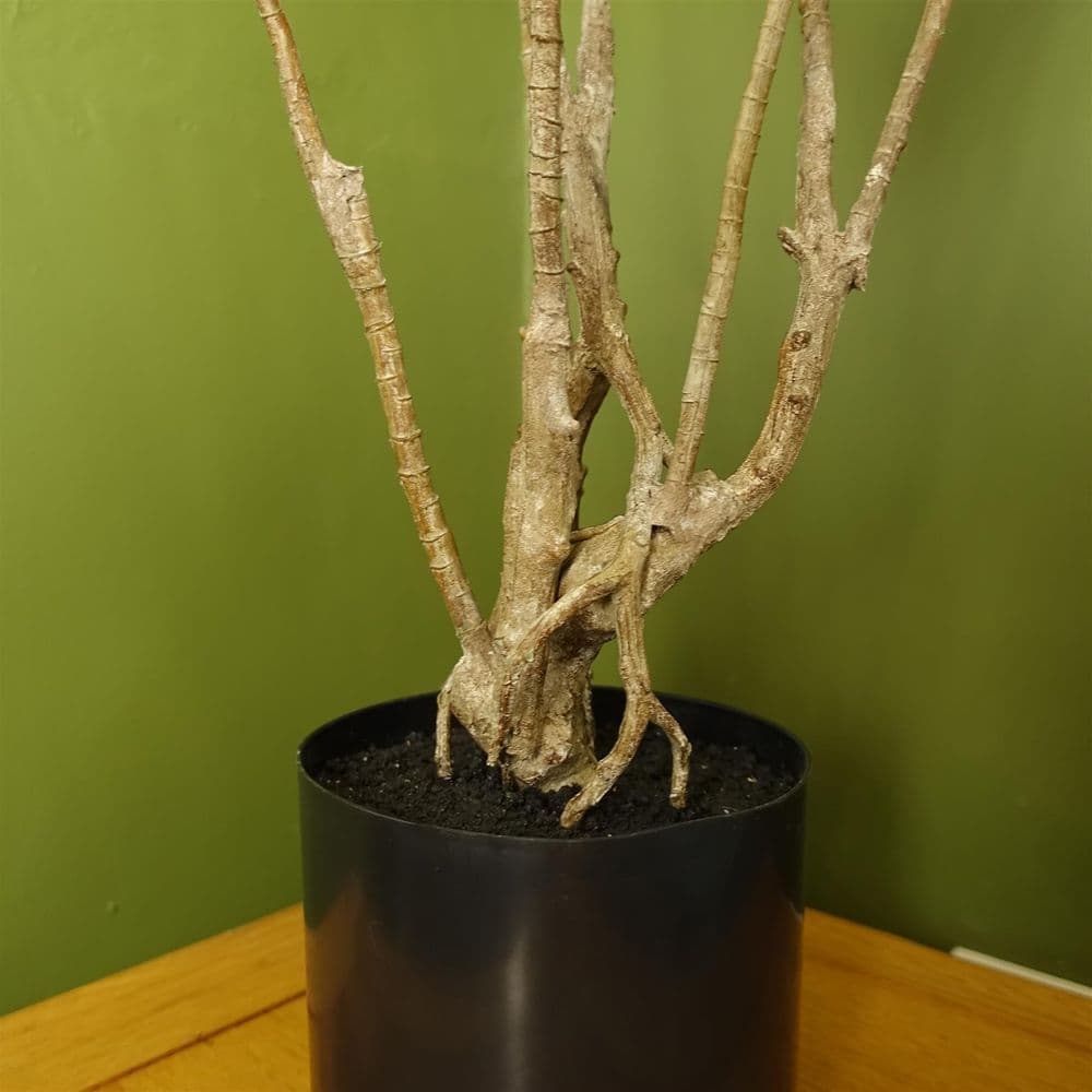 image-125cm Dragon Plant Dracaena Tree Artificial Natural Look