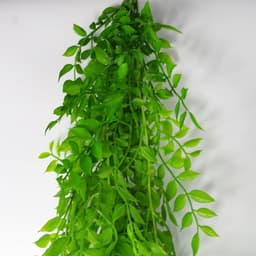 image-100cm Hanging String of Pearls Fern Plant Light Green