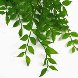 image-100cm Hanging String of Pearls Fern Plant Light Green