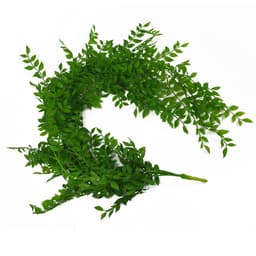 image-100cm Hanging String of Pearls Fern Plant Light Green