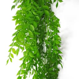 image-100cm Hanging String of Pearls Fern Plant Light Green