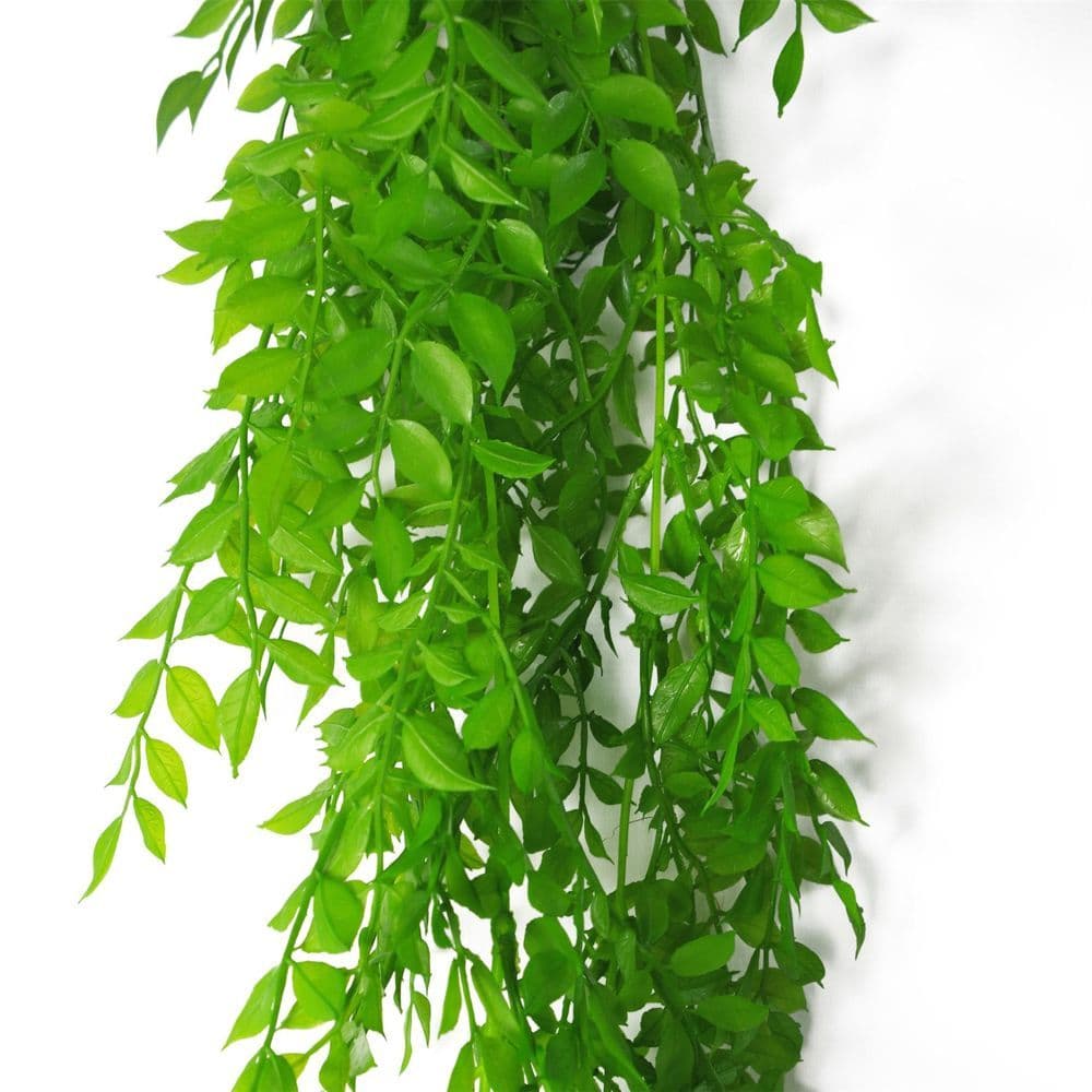image-100cm Hanging String of Pearls Fern Plant Light Green