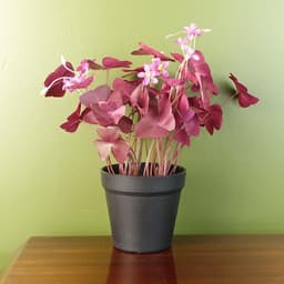 image-30cm Artificial Plant Realistic Purple Shamrock Pink Flowers Potted