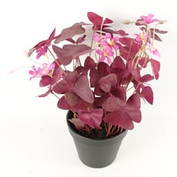 image-30cm Artificial Plant Realistic Purple Shamrock Pink Flowers Potted